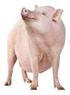 Wormproblemen bij varkens