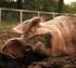 Rapport 71. Ongerief bij rundvee, varkens, pluimvee, nertsen en paarden. Inventarisatie en prioritering en mogelijke oplossingsrichtingen