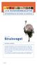 Struisvogel. Struthio camelus. www.licg.nl. Serie vogels