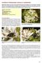 Hoofdstuk 9 Maskerbijen Hylaeus in nestblokken