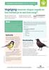 Vogelzang: waarom zingen vogels en