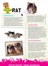 Rat Ratten kennis. Kids for Animals Ratten spreekbeurt. Soorten ratten. Een rat als huisdier