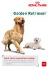Golden Retriever. Royal Canin rasspecifieke voeding voor Golden Retriever pups tot 15 maanden voor de volwassen Golden Retriever vanaf 15 maanden