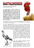 Dit ongebruikelijk uitziende kippenras is wereldwijd populair, maar over hun ontstaansgeschiedenis