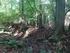Oude boskernen in het Groene Woud: over het belang van autochtone bomen en struiken