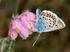 Vlinders en libellen geteld Jaarverslag 2013