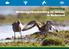 Jaarverslag Weidevogelbescherming en -beheer in Nederland 2005