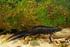 Houden en kweken van de Italiaanse Kamsalamander (Triturus carnifex)