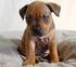 Verenigingsfokreglement S.B.T.C.N. voor het ras: Staffordshire Bull Terrier