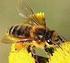 Bijensterfte: oorzaken en gevolgen + stand van zaken voorjaar Insectbestuiving & Bijenhouderij Succes story / Ramp scenario?