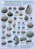 De fossiele schelpen van de Nederlandse kust II. Determinatiesleutel Trochidae, Solariellidae en Calliostomatidae