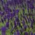Lavendel Lavandula angustifolia Felice