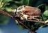 een nieuwe snuitkever voor nederland (coleoptera: curculionidae)
