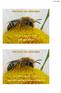 Het leven van wilde bijen. Het leven van wilde bijen