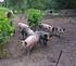 landbouw en natuurlijke omgeving dierhouderij en -verzorging gezelschapsdieren CSPE KB