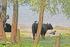Verspreiding en foerageergedrag van grote grazers (Konikpaard en Gallowayrund) in de Millingerwaard