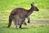 Bescherming van wilde dieren / Kangaroo Island