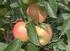 Fungicide voor teelten van appel, peren, kersen en krieken, pruimen, abricoos, perzik en druiven.