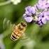 Semi-natuurlijke selectie van varroaresistentie in Nederlandse bijen