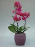 Floriclone Phalaenopsis Potplant