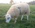 Nieuwe Vruchtbaarheidsindexen voor schapen