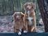 Koopovereenkomst Nova Scotia Duck Tolling Retriever