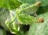 Biologische bestrijding van mijten en trips bij de hyacintenvermeerdering
