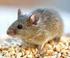 Effecten van stress op muizen en ratten als consequentie van gezamenlijke huisvesting