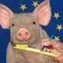 Resultaten en kostprijs varkensproductie vergeleken