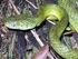 Gifslangen verschillen van andere slangen uiteraard op het punt dat ze. Een blik op giftige slangen en de hobby eromheen