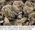 Ontwikkeling van banken Japanse oesters (Crassostrea gigas) op droogvallende platen in de Waddenzee