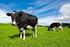 EU-regelgeving voor rundveefokkerij en de implementatie daarvan in Nederland