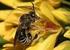 De invloed van natuurgebieden op zweefvliegen en bijen in agrarische gebieden (Diptera: Syrphidae; Hymenoptera: Apidae)