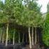Pinus nigra, Oostenrijkse den. Aantal: 19 stuks Maat: