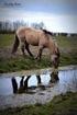 Protocol vroeg reactief beheer Oostvaardersplassen Versie 1.1