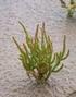 Salicornia pusilla Woods (Eenbloemige zeekraal) na 25 jaar weer aangetroffen in Nederland