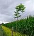Verslag: Agro-forestry netwerk Brabant: Bomen in de landbouw