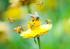 Allergie voor bijengif: niet altijd zo onschuldig (maar behandelbaar) Didier EBO