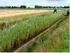 Deltaplan Agrarisch Waterbeheer. Kees van Rooijen LTO beleidsteam Water RAO Rijn West 16 mei 2012