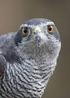 Havik (Accipiter gentilis) en de Slechtvalk (Falco peregrinus) De regelgeving nader toegelicht.