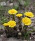 Klein hoefblad ( Tussilago farfara)