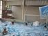 Huishoudelijk Reglement. Amsterdamse Studentenzwemvereniging SPONS
