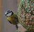 Resultaten. Vogelbescherming Nederland organiseert de Nationale Tuinvogeltelling in samenwerking met Sovon Vogelonderzoek Nederland.