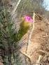 Interessante cactusgebieden in Bolivia A.F.H. BUINING