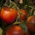 Vroege scheutontwikkeling bij tomaat