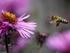 Bijenimpuls voor Brabant. Meerjarenprogramma