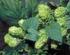Hop. Hop: Geschiedenis De hopplant Hopsamenstelling Hopharsen Hopoliën Hoplooistoffen Hopopslag Hopgebruik in bier EBU.
