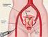 Uterine artery embolization: Long term follow-up and implementation van der Kooij, S.M.