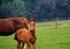 Memorandum beleid paardensector vzw Vlaamse Confederatie van het Paard