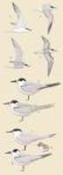 I I I I. Kustbroedvogels in het Deltagebied in Werkdocument RIKZ/OS x. Peter L. Meiningsr Cor M. Berrevoets * Rob C.W.